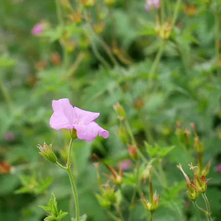 Veronika Heilbock Apartment Sankt Peter
