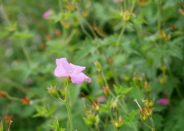 Veronika Heilbock דירה סאנקט פטר