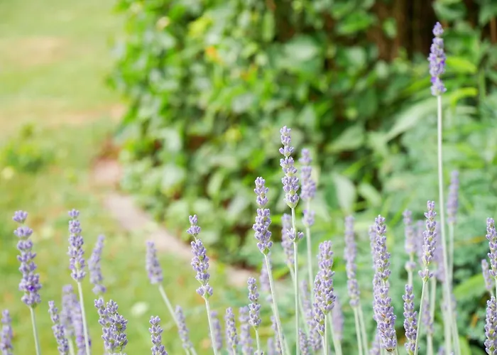 Veronika Heilbock * סאנקט פטר